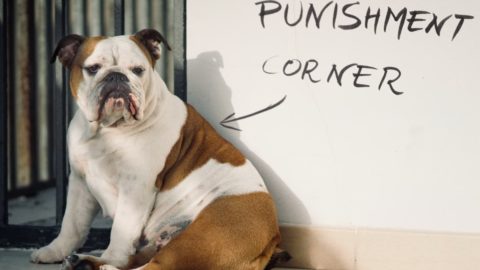 How To Discipline a Bulldog: The Do's and Don'ts