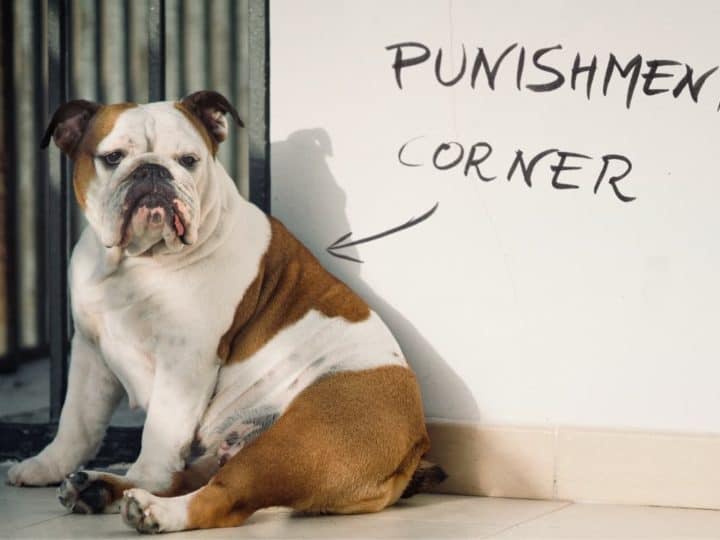 A Bulldog in Time-out. How to Discipline a Bulldog