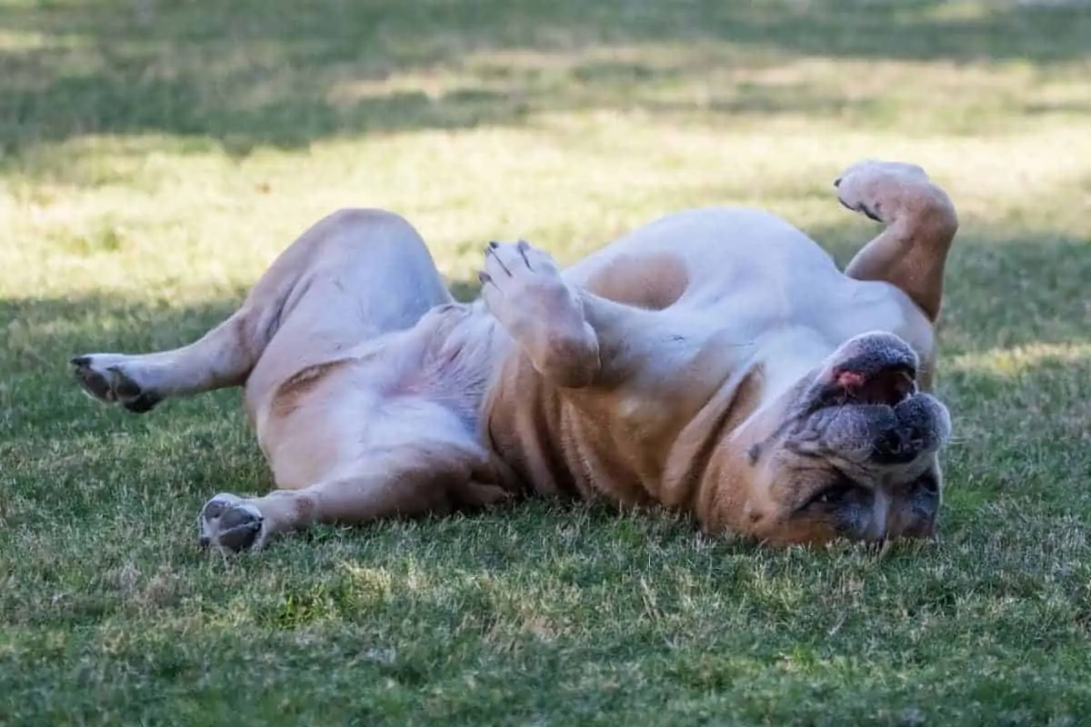 A Bulldog lying on his back exposing his belly. How to Read Bulldog Body Language