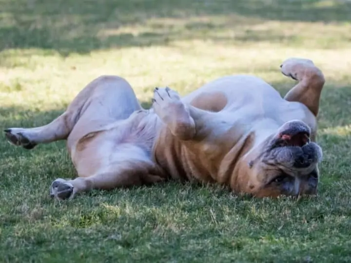 A Bulldog lying on his back exposing his belly. How to Read Bulldog Body Language