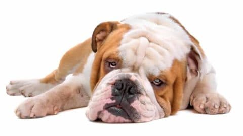 Why Won't My Bulldog Eat: 11 Reasons and What To Do!