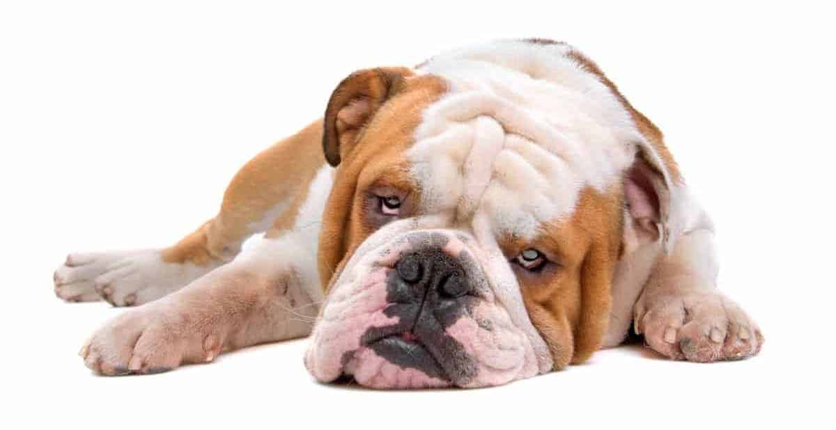 A resting Bulldog with no appetite. Why Won't My Bulldog Eat?