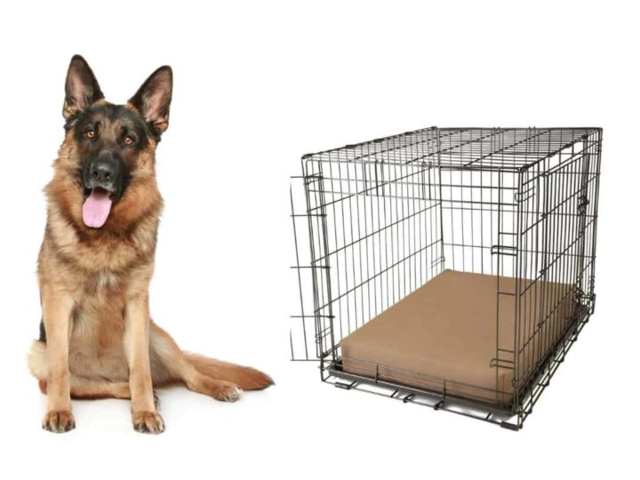 A German Shepherd sat next to a crate with a crate pad. Best Crate Pad for German Shepherd