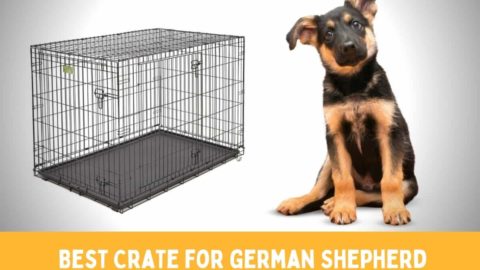 8 Best Dog Crates for German Shepherds in 2022 (and Playpens)
