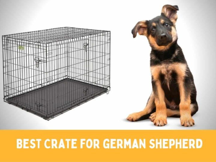 Best Dog Crate for German Shepherd