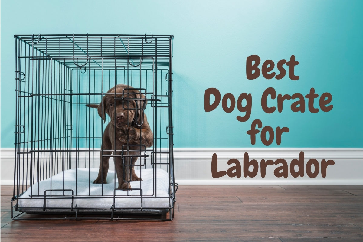 Best Dog Crate for Labrador