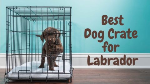 The 8 Best Dog Crates for Labradors in 2022 (and Playpens)