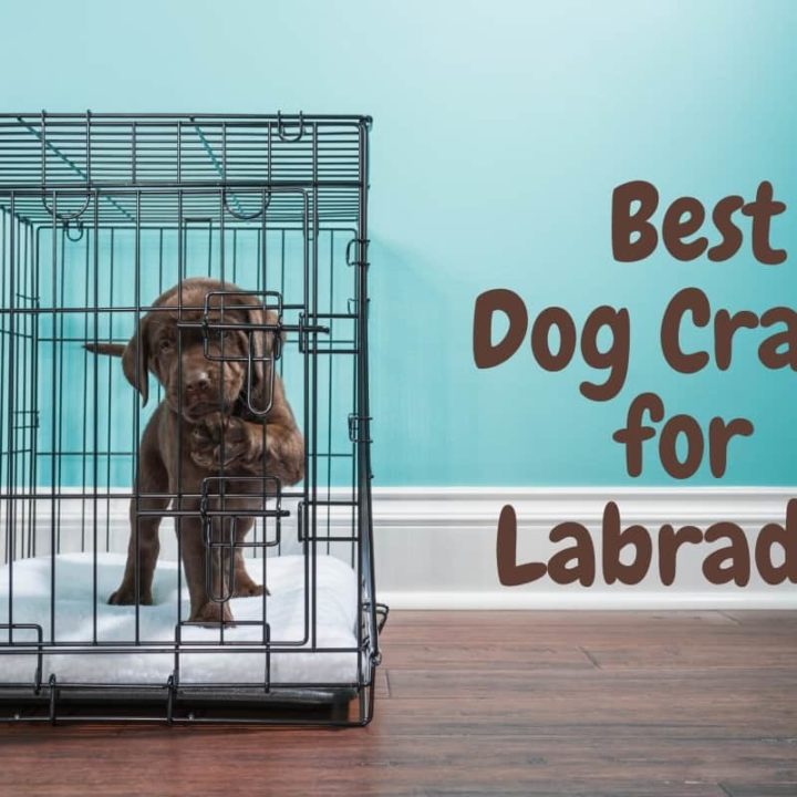 The 8 Best Dog Crates for Labradors in 2022 (and Playpens)