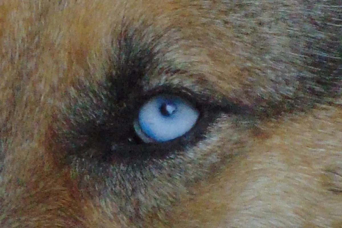 A German Shepherd with Blue Eyes. Blue Eyes German Shepherd