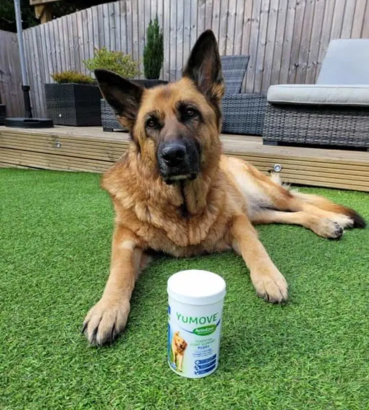 Senior dog with joint supplements