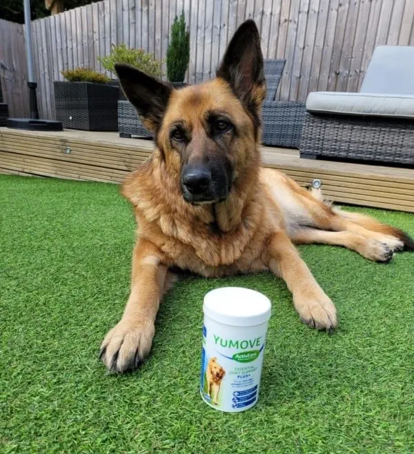 My German Shepherd Willow  with some Joint Supplements. How to Treat Hip Dysplasia in German Shepherds