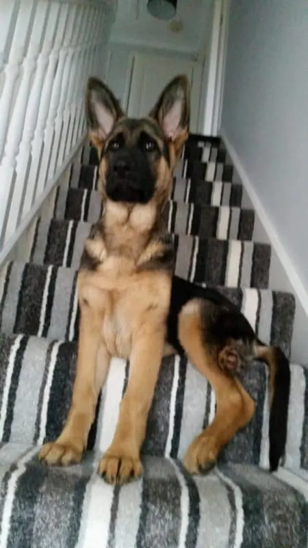 Four Month Old GSD