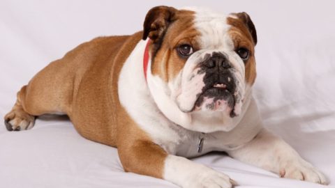 When Do Bulldogs Go Into Heat: Bulldog First Heat and Cycle