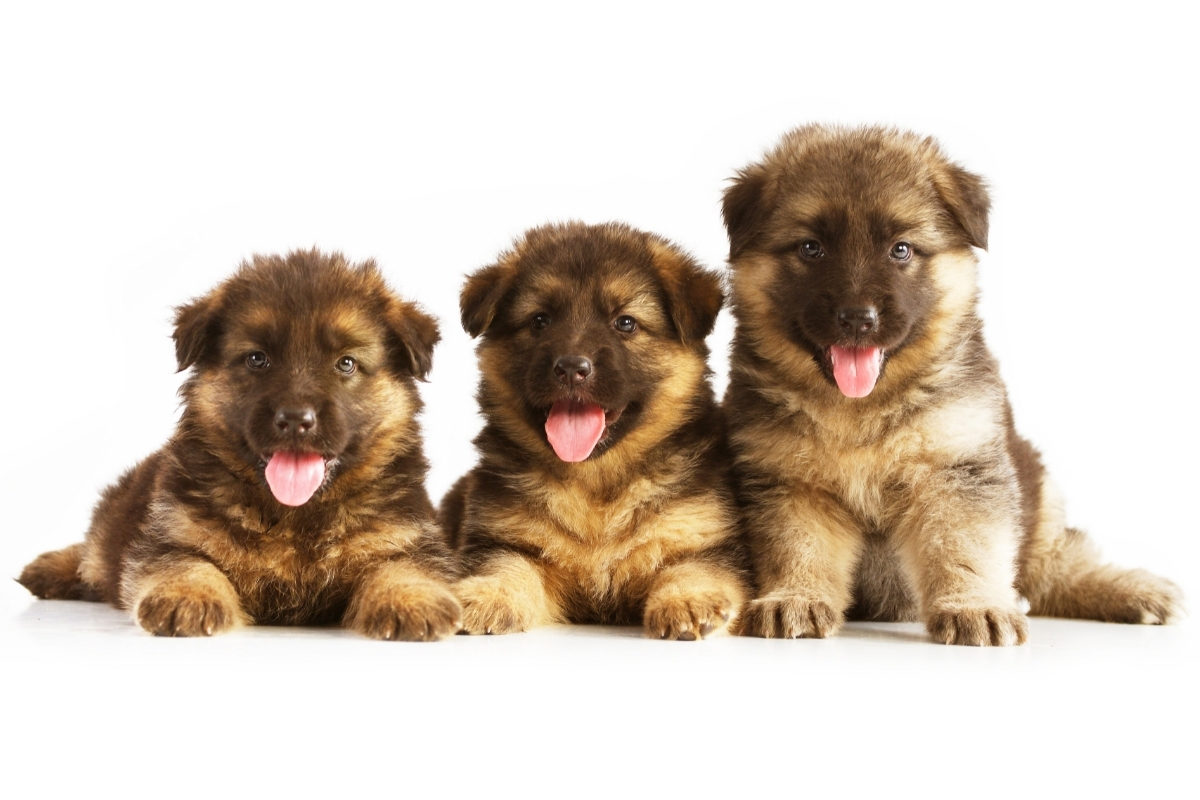Three German Shepherd Puppies. When Do German Shepherds Stop Growing?
