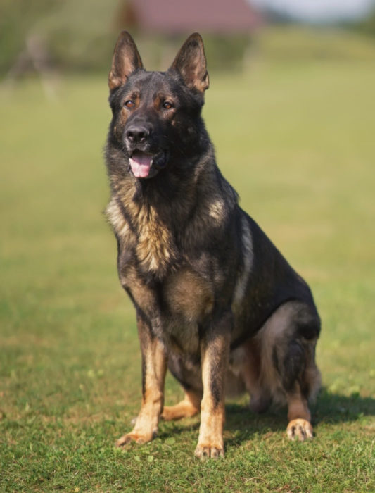 DDR German Shepherd: Rarity, Guarding, Protection, and More! – World of Dogz