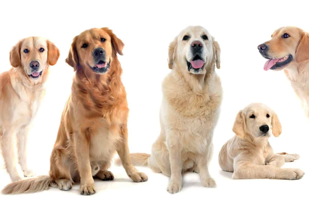Golden Retriever Shedding: Here's How To Reduce Shedding – World of Dogz