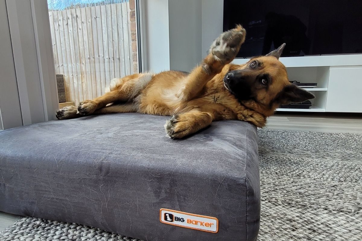 German Shepherd on an orthopedic dog bed