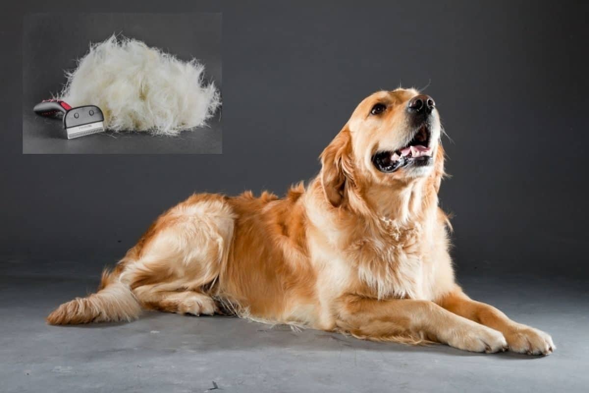 A Golden Retriever with a file of fur after being de-shedded. Golden Retriever Shedding
