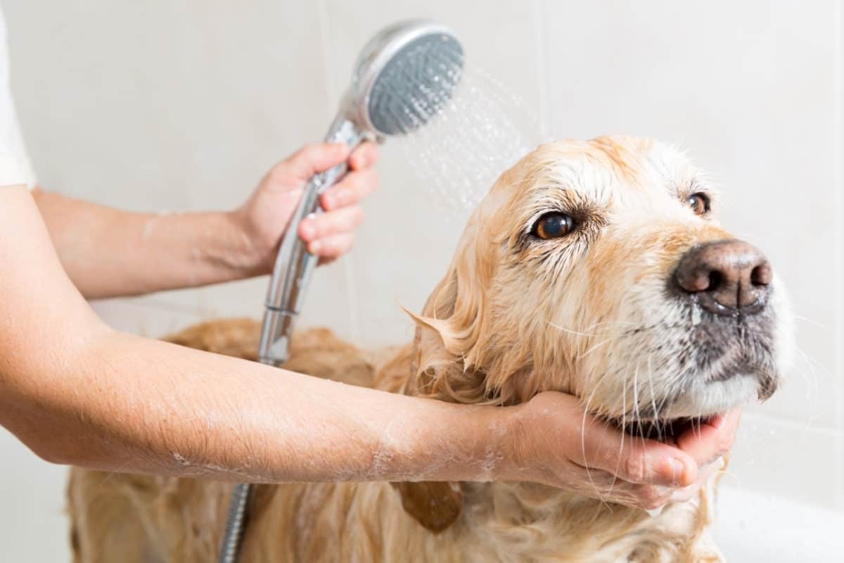 A Golden Retriever being bathed. How to Reduce Golden Retriever Shedding