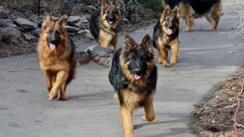 King Shepherd: Care, Training, Size, Weight, Cost & More!