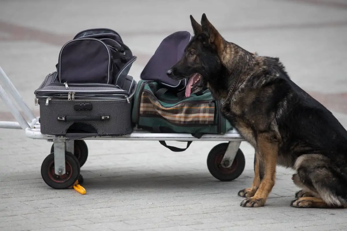 Police officer examining a bag with trained dog. Police Detection Dog