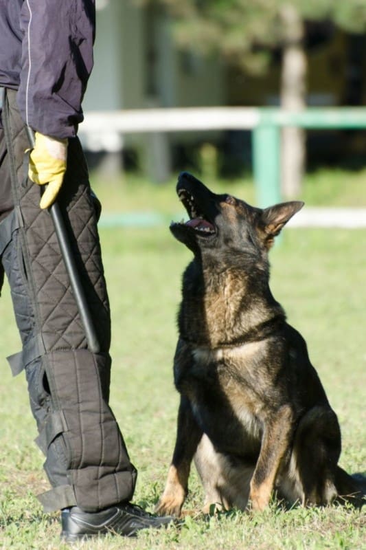 Working Line GSD In Training