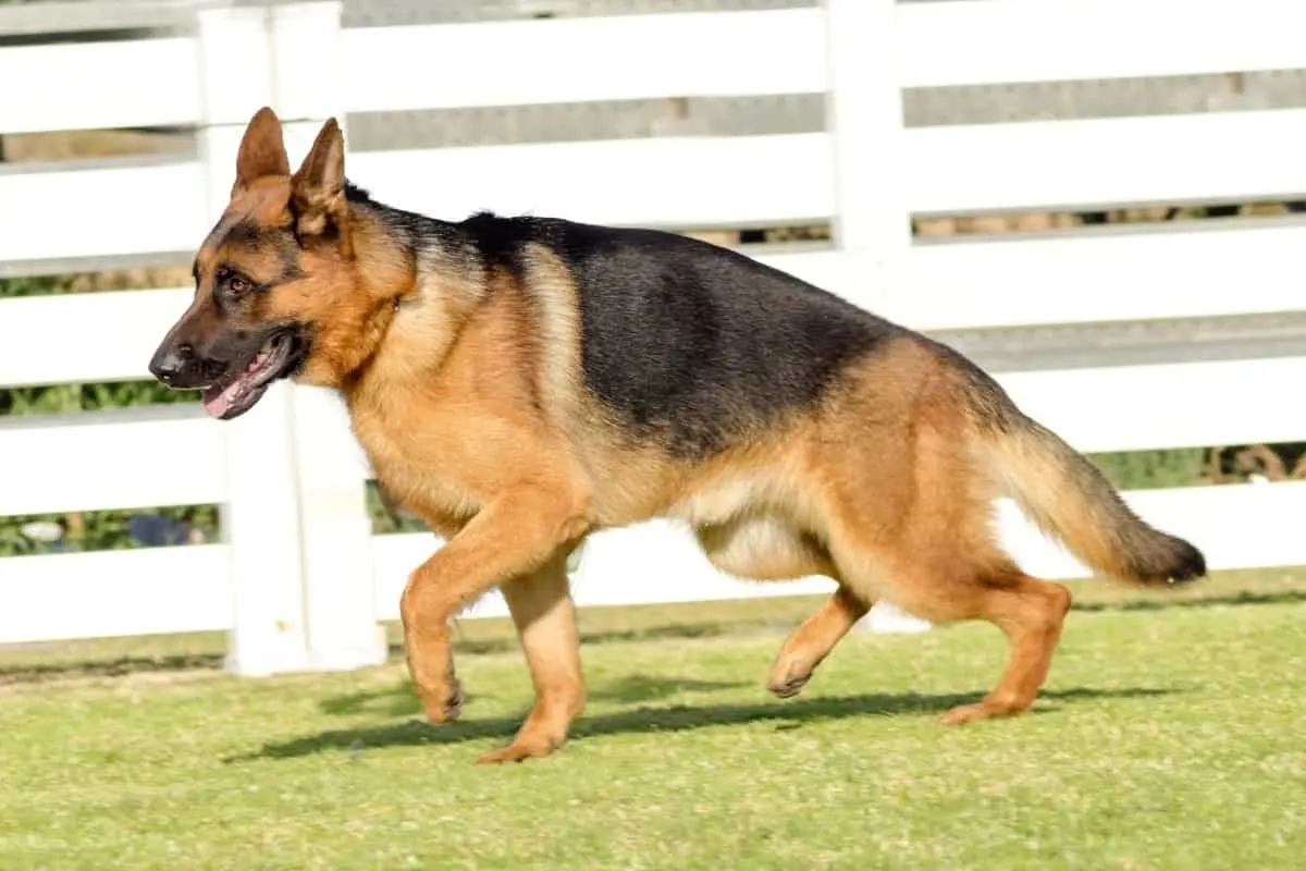German Shepherd Types: 5 Breed Variations (With Pictures) – World of Dogz