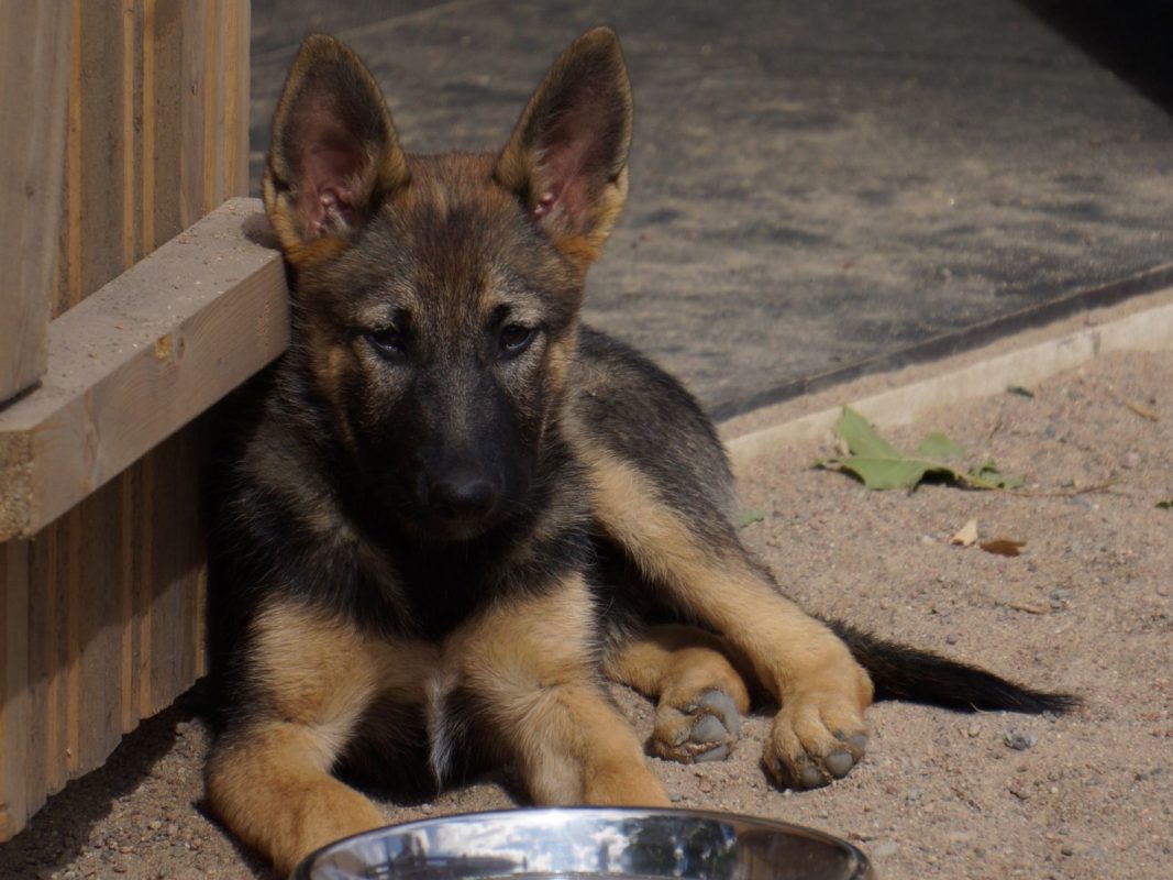 A German Shepherd Puppy Staring at his Bowl. 