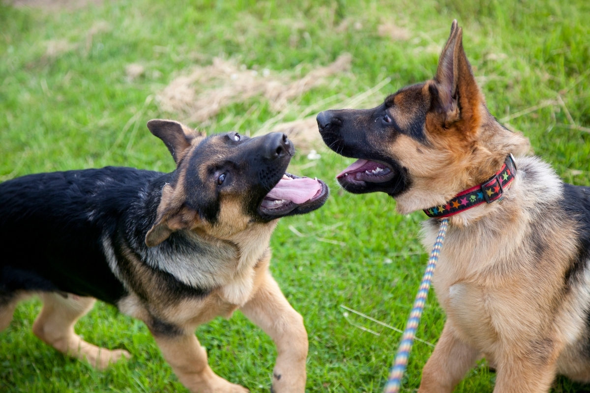 Two GSD Puppies mouthing during play. Are German Shepherds Mouthy?