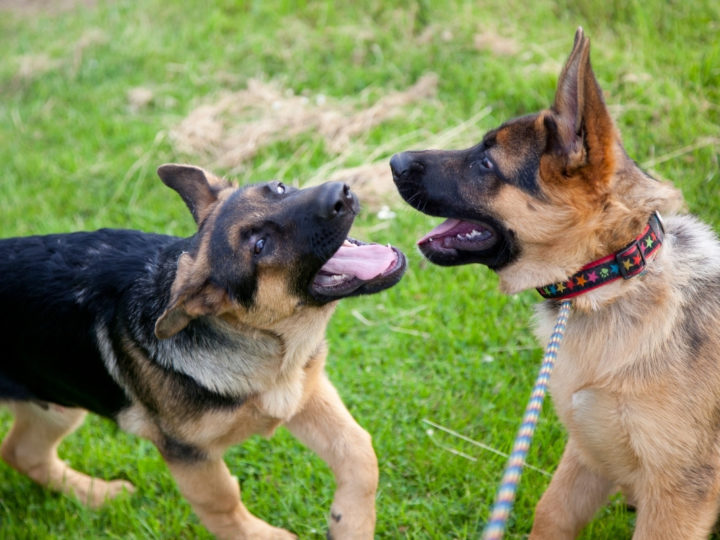 Two GSD Puppies mouthing during play. Are German Shepherds Mouthy?