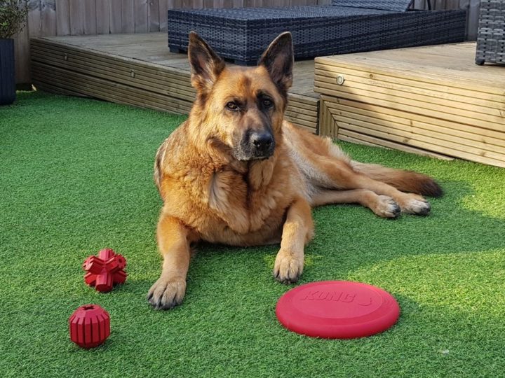 A German Shepherd with a Selection of KONG Dog Toys. Best KONG Toys for German Shepherd