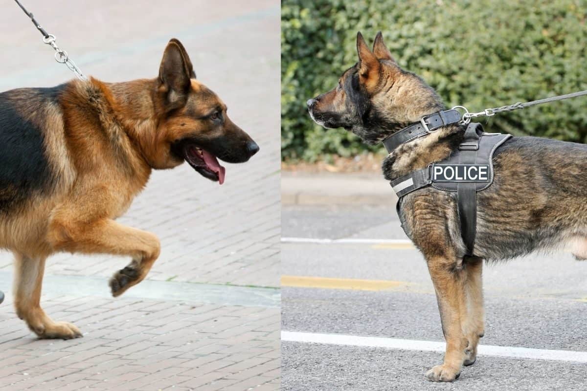 A working line GSD and a shoW line GSD. Difference Between Working Line and Show Line German Shepherds