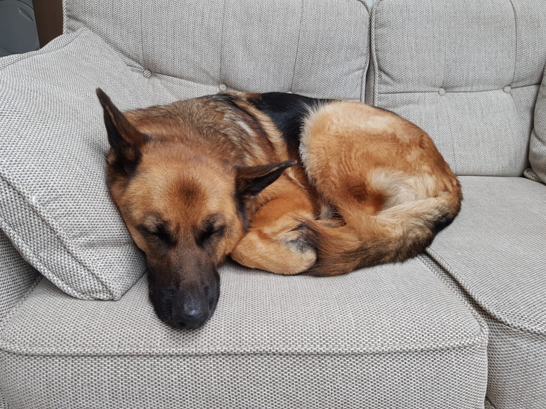 A German Shepherd fast asleep and snoring on the couch. German Shepherd Snores