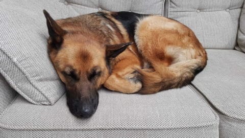 15 Reasons Your German Shepherd Snores: And Prevention Tips!