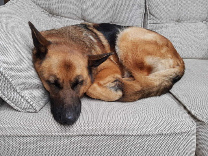 A German Shepherd fast asleep and snoring on the couch. German Shepherd Snores