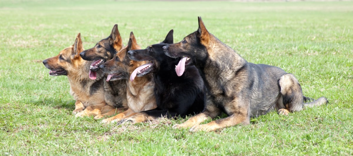 Five GSDs laying on the grass. German Shepherds Types