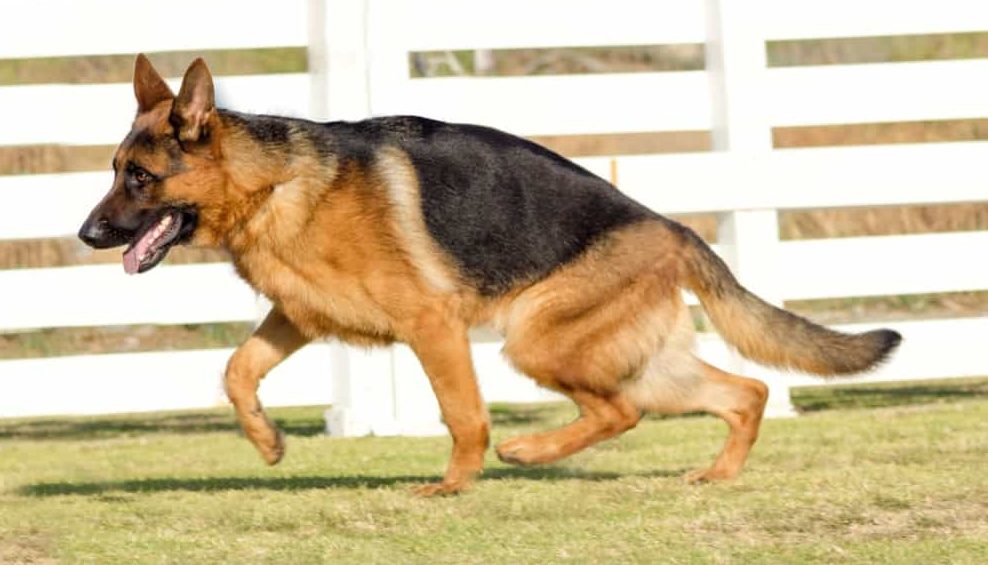 What Do German Shepherds Tail Positions Mean? Tail Loose and Wiggly – Happy