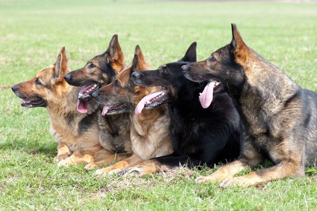Five German Shepherds lying on the grass. What Are The Different Types of German Shepherds?