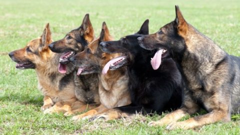 German Shepherd Types: 5 Breed Variations (With Pictures)