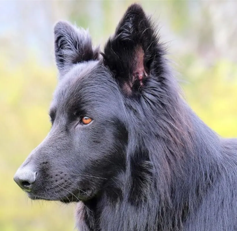 A Blue German Shepherd Dog. What Do Blue German Shepherds Look Like?