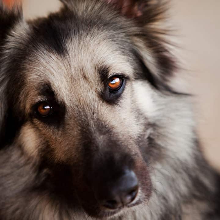 9 Interesting Facts About Silver German Shepherds