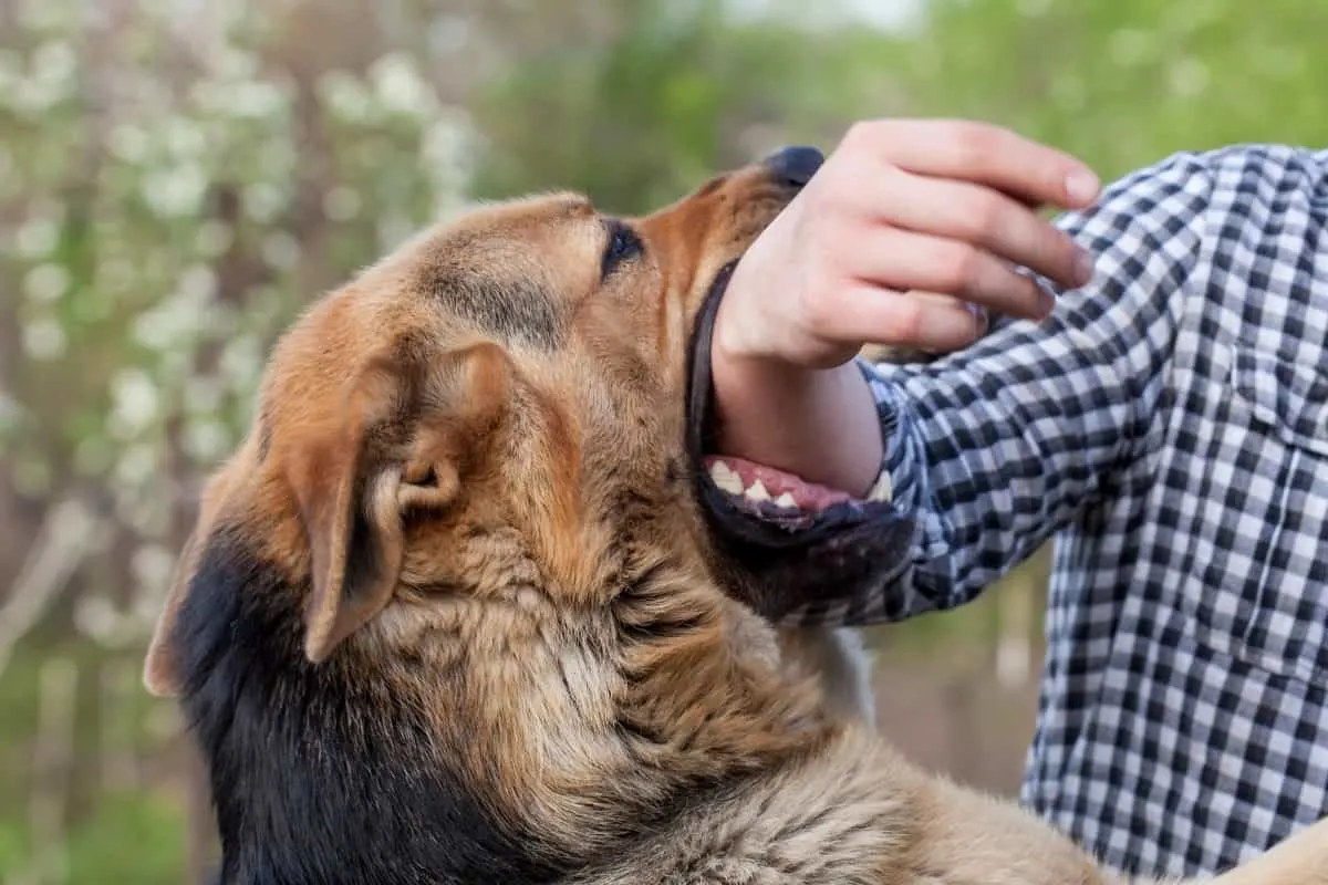 A GSD Mouthing its Owners Hand. Why Do German Shepherds Mouth?