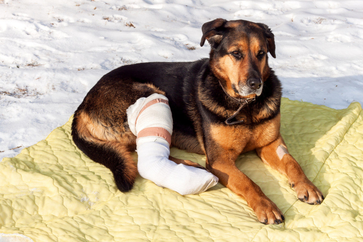 German Shepherd Mix with a bandaged leg. Why Is My German Shepherd Limping?