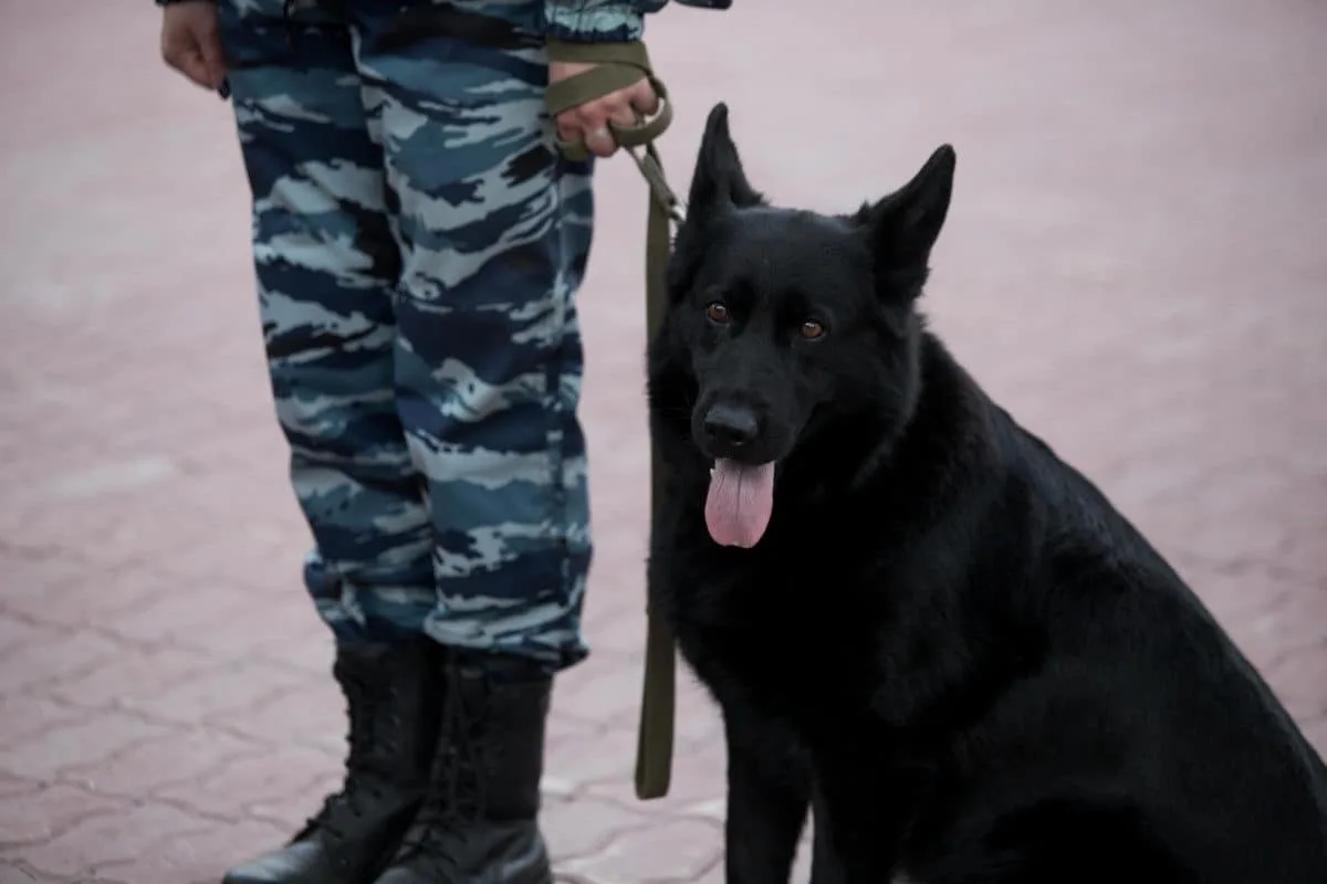 Working Line German Shepherd Dog (Russian Police Dog)