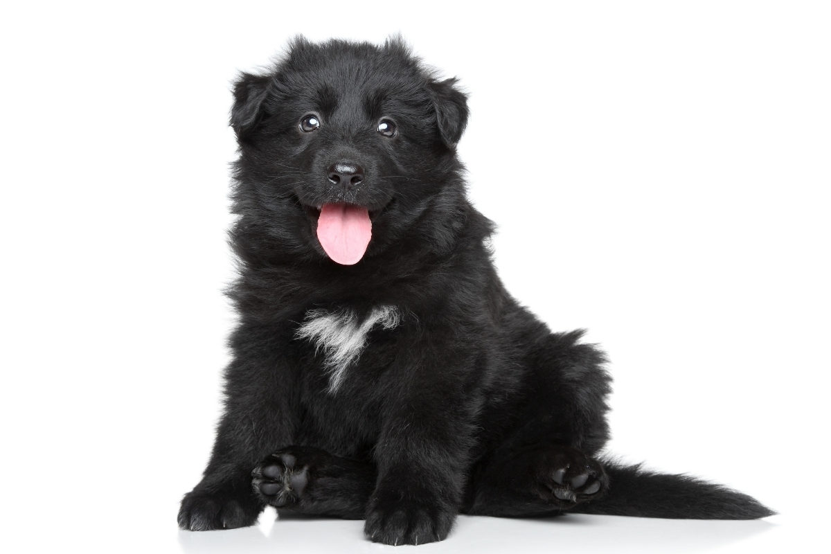 A Black German Shepherd Puppy. Are Black German Shepherds Good Family Dogs?