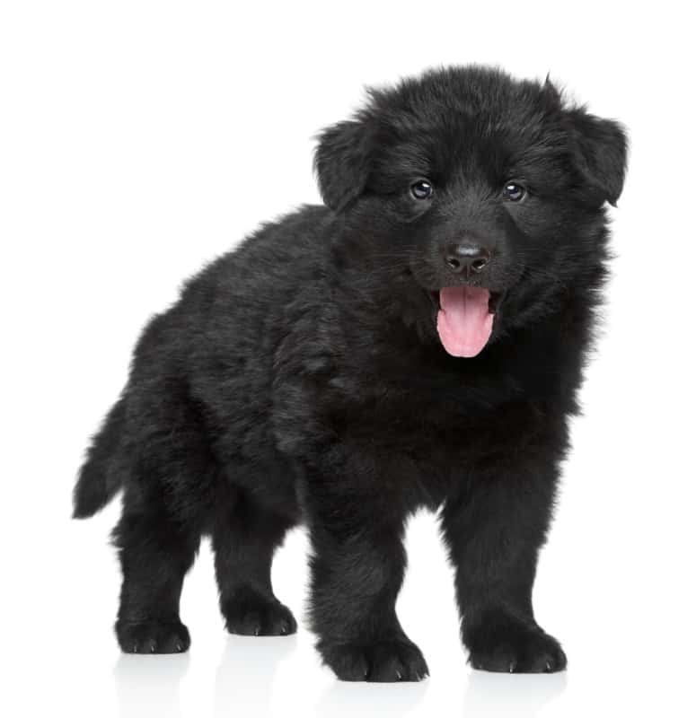 Black German Shepherd Puppy
