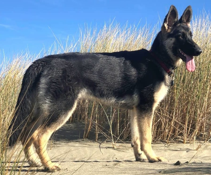 Bi-color GSD standing next to a field