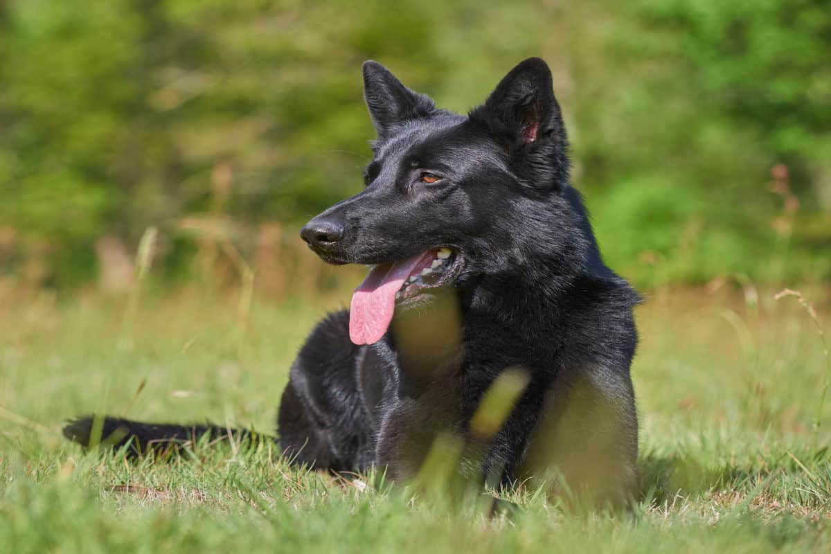 Black German Shepherd Dog