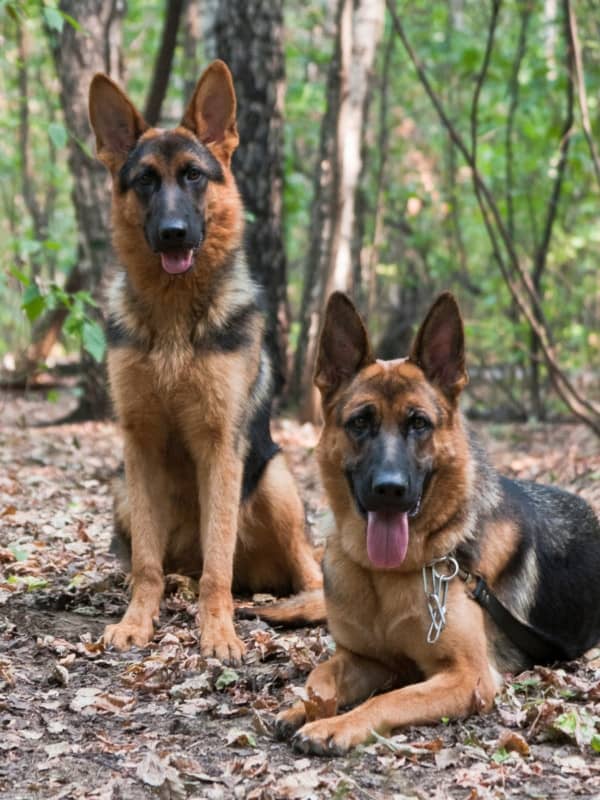 Two Black and Red German Shepherds. Common German Shepherd Colors.