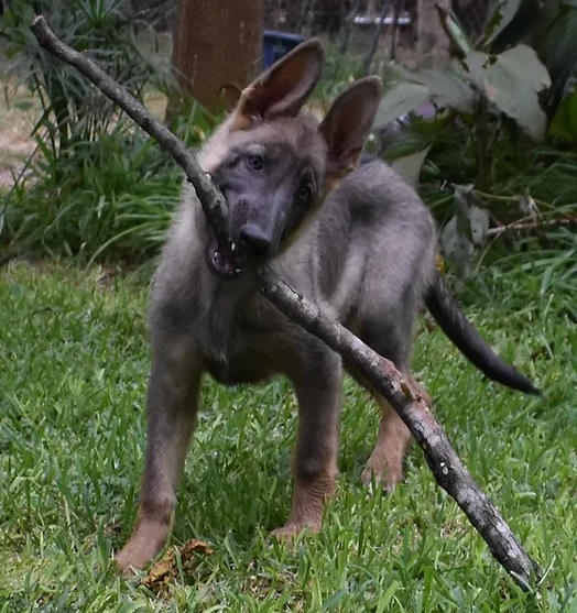 Blue Sable German Shepherd holding twig during playtime